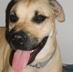 1_Canine patient at Cornerhouse vet.jpg